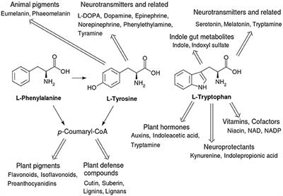 A Three-Ring Circus: Metabolism of the Three Proteogenic Aromatic Amino Acids and Their Role in the Health of Plants and Animals